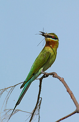Blue-Tailed Bee-eater